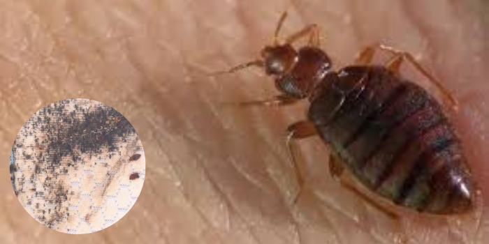 Bed Bugs control in Ranchi