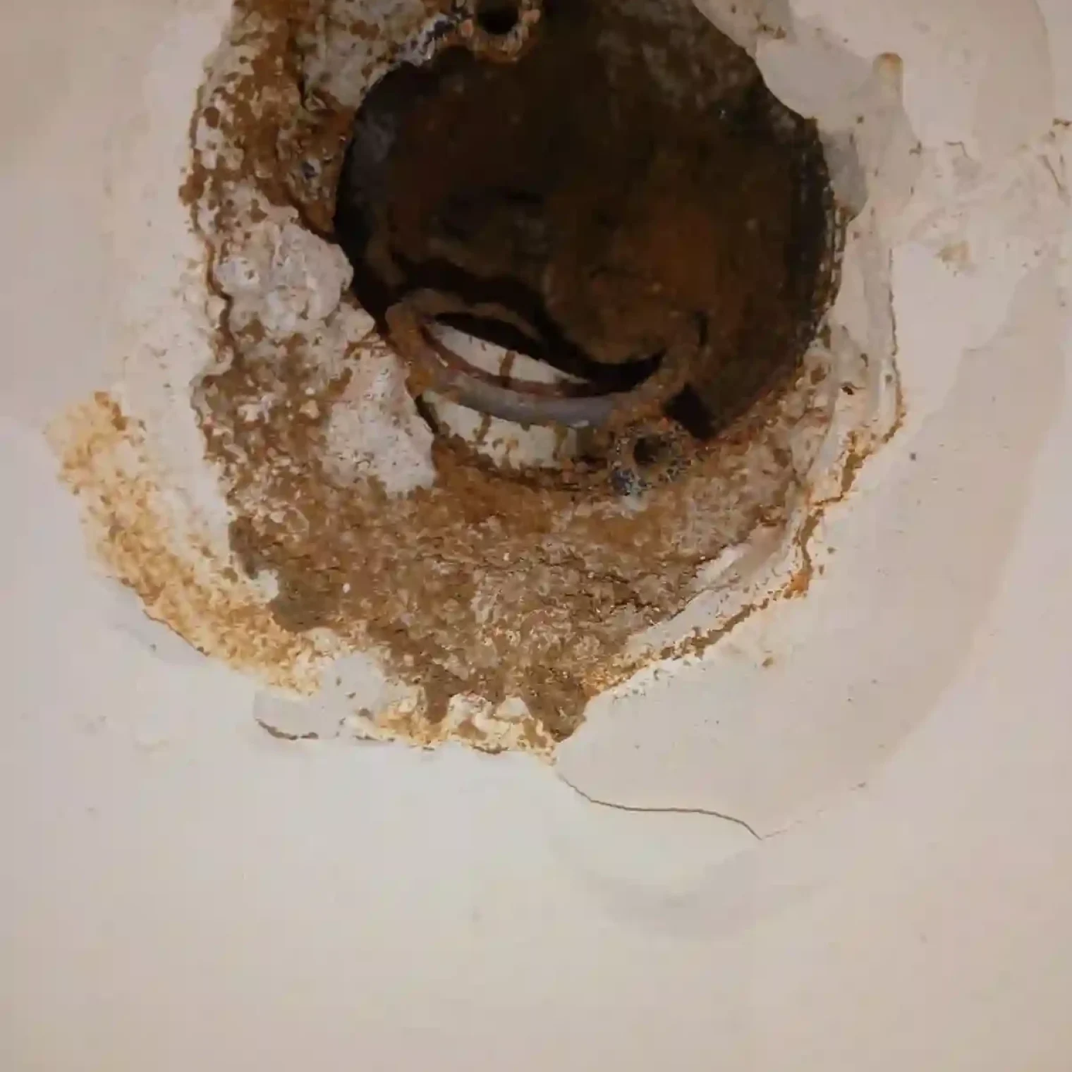 Termite Treatment in Ranchi Termite Treatment in Ranchi
